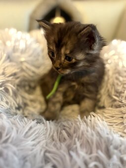 Maine Coon Kitten - 8