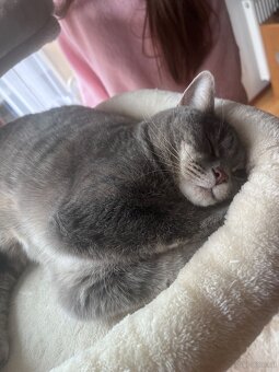 Britischmix Katze - 8