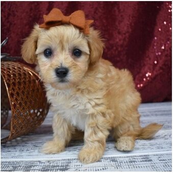 Maltipoo Welpen suchen liebevolles Zuhause - 8