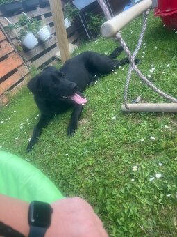 Labrador Mix hündin sucht ein neues Zuhause - 8