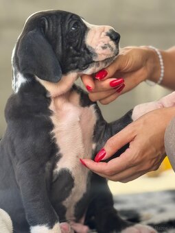 Deutsche-Dogge-Welpen, Deutsche Dogge - 8