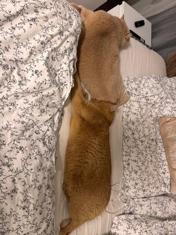 2 liebevolle Katzen suchen ein neues Zuhause 🐾 - 8