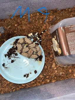 Boa constrictor Constrictor surinam - 8