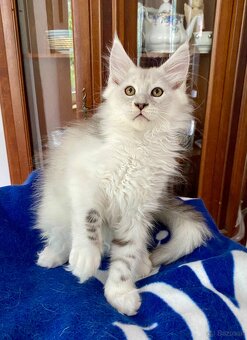 Wunderschönes Maine Coon Käterchen mit Stammbaum - 8