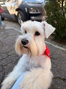 Schnauzer miniatúrne white - 8