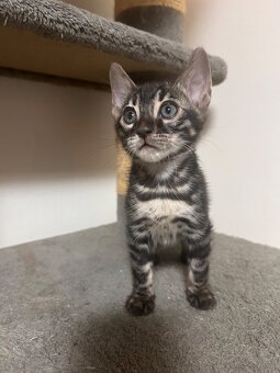 Bengal kitten in besonderen Farben - 8
