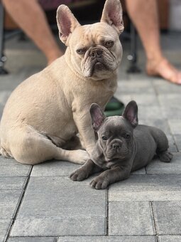 Französischen Buldogge Hündin mit Stammbaum - 8