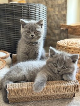 BKH und BLH Kitten - 8