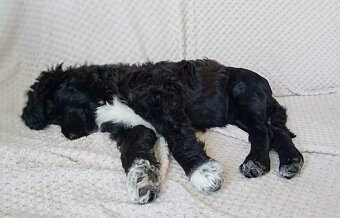 Wunderschöne Welpen -  Portugiesischer Wasserhund - 8