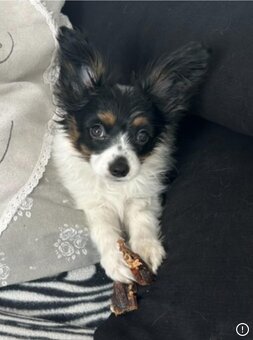 Papillion, kontinentaler Zwergspaniel  - Welpen - 8