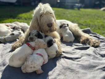 Spinone italiano - 8