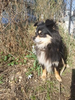 CHIHUAHUA FREUNDE  AUFGEPASST - 8