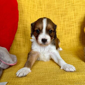 Kooikerhondje Welpen - 8