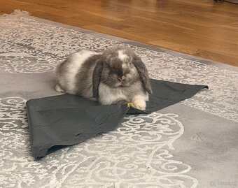 Minilop-Kaninchen 🐰🩷 - 8