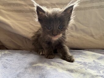 Maine Coon Kitten - 8