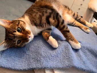 Kater sucht liebevolles neues Zuhause - 8