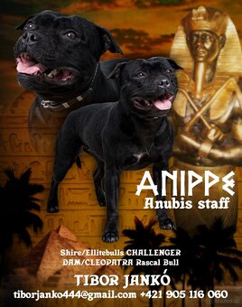 Staffordshire Bullterrier welpen zu kaufen - 8