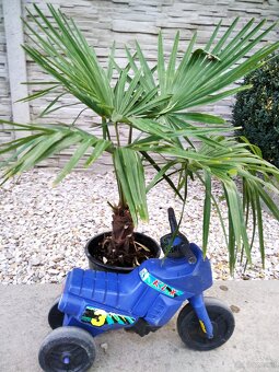 Winterharten palmen Trachycarpus Fortunei - 8