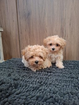 Maltipoo mini - 8