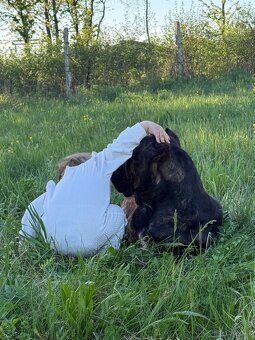 Malinois x Cane Corso Welpen - 8