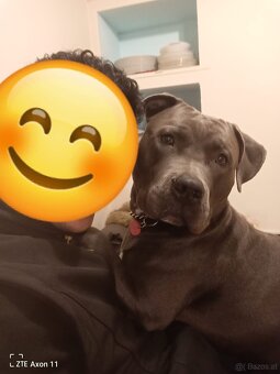 Hund zu verschenken - 8