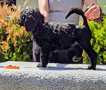 Portuguese Water Dog Puppies - 8