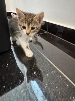 Kitten zu Vergeben - 8