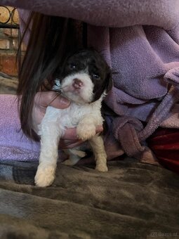 Lagotto Romagnolo - 8