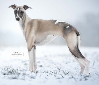 Whippet Welpen mit Papieren - 8