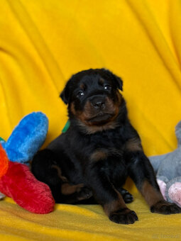 Beauceron-Welpen - 8