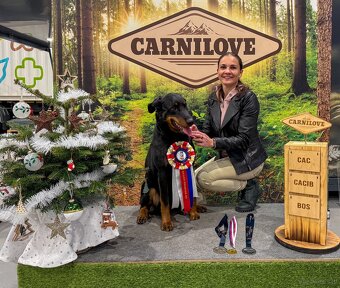 Zuverlässige Zuchtstätte für Beauceron-Hunde - 8