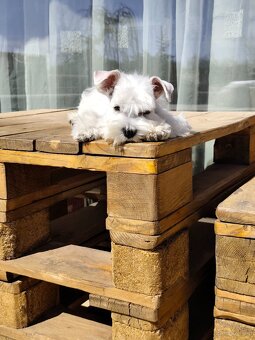 Schnauzer White miniatúrne - 8