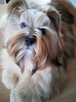 LHASA APSO Welpe mit Stammbaum - 8