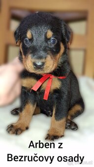 Beauceron - 8