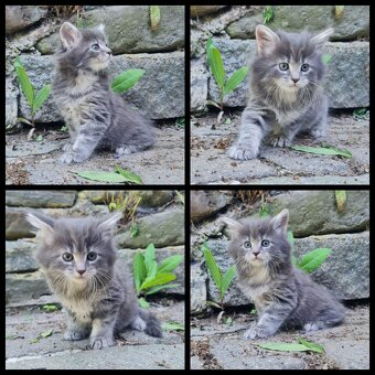 Reinrassige Maine Coon Kitten - 8