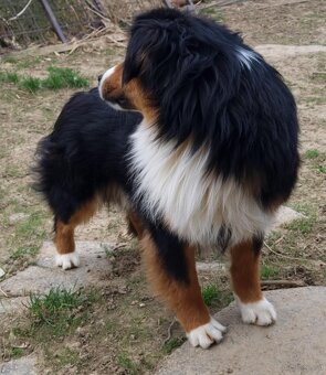 Miniatur amerikan shepherd - 8