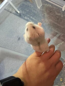 Dschungarische Zwerghamster Babys - 8