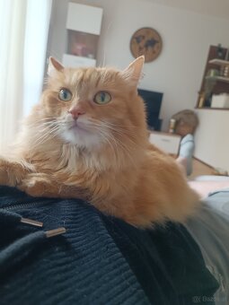 Herzenskatze (12) sucht stressfreien Altersruhesitz - 8