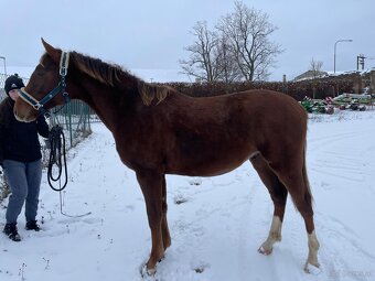 Hengst von Heartbreak ZH - 8