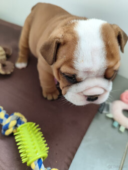 Englische Bulldoggenwelpen mit PP - 8