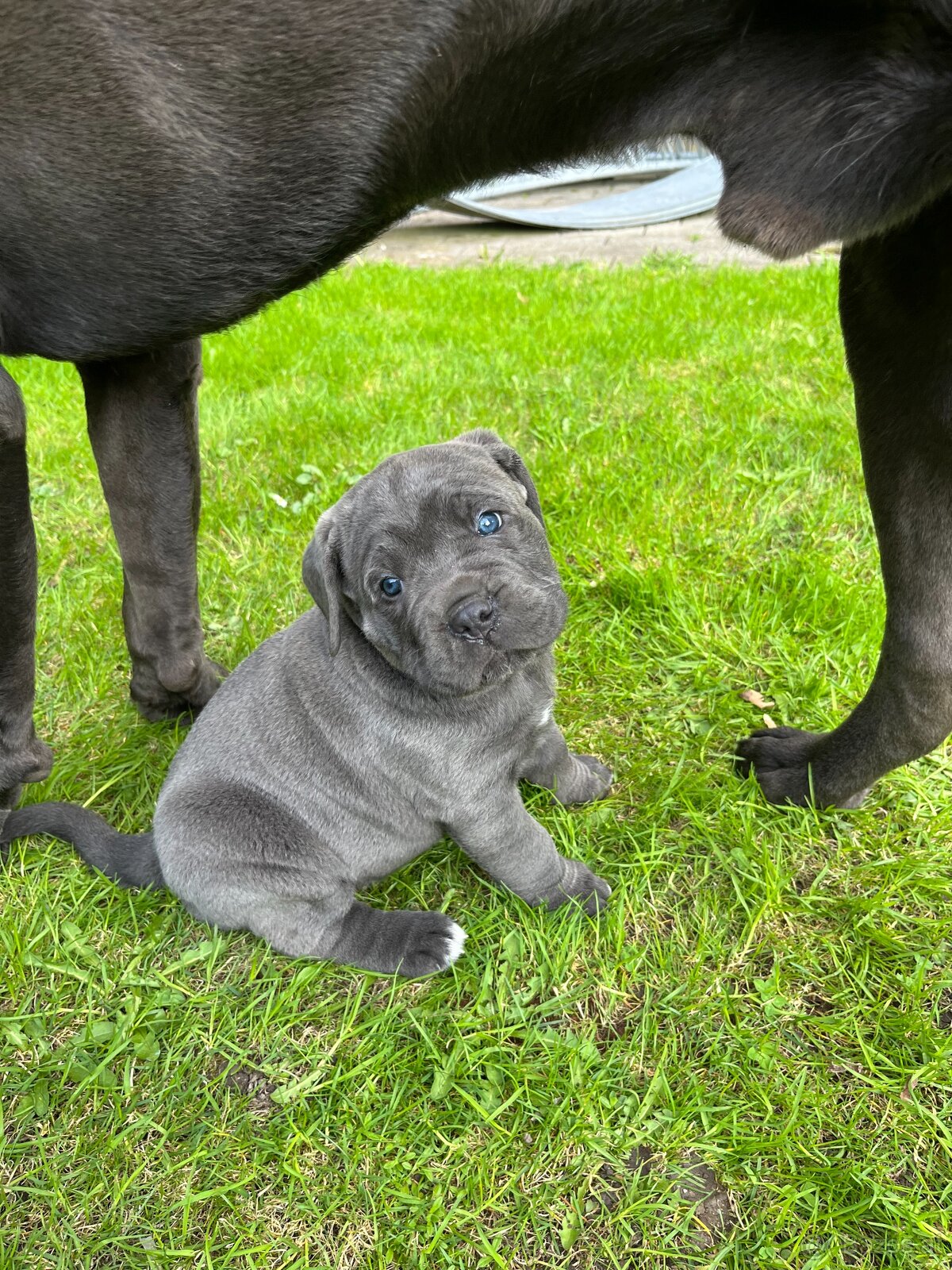 Reinrassige Cane Corso Welpen - 9