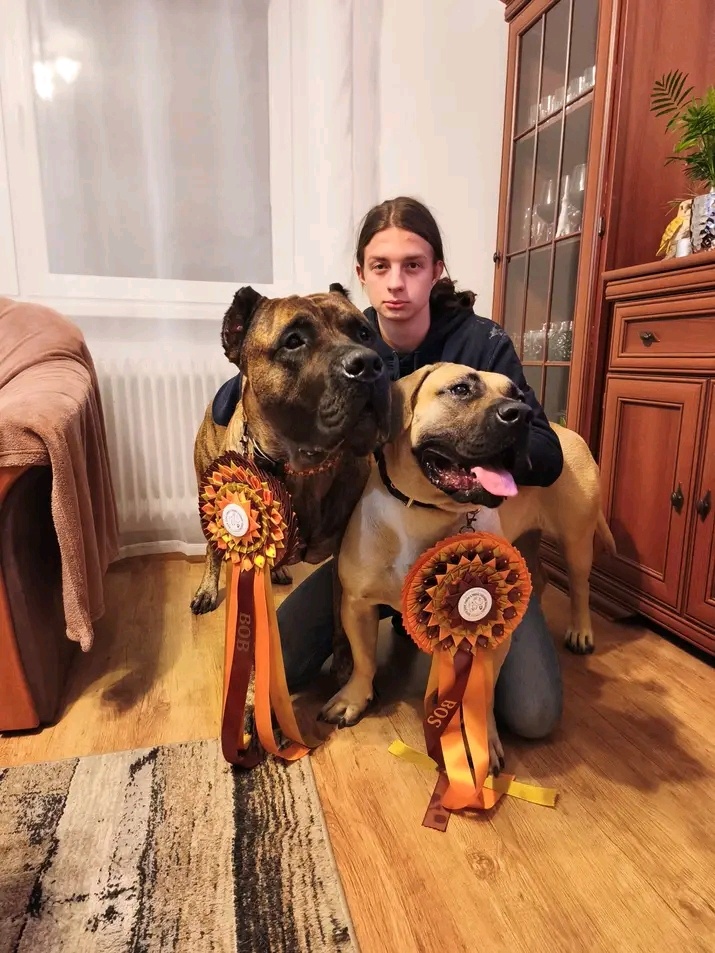 Presa Canario - 9