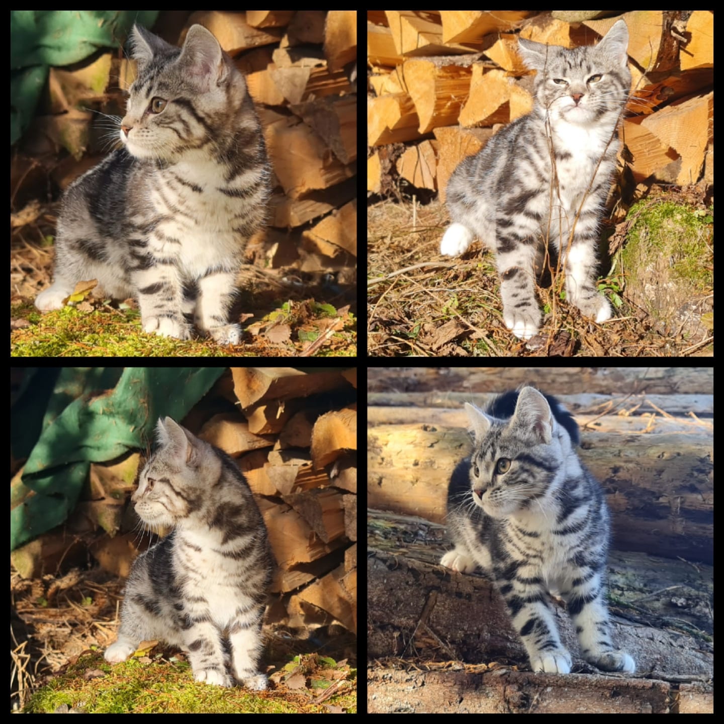 Maine Coon Kitten suchen Herzensplätze - 9