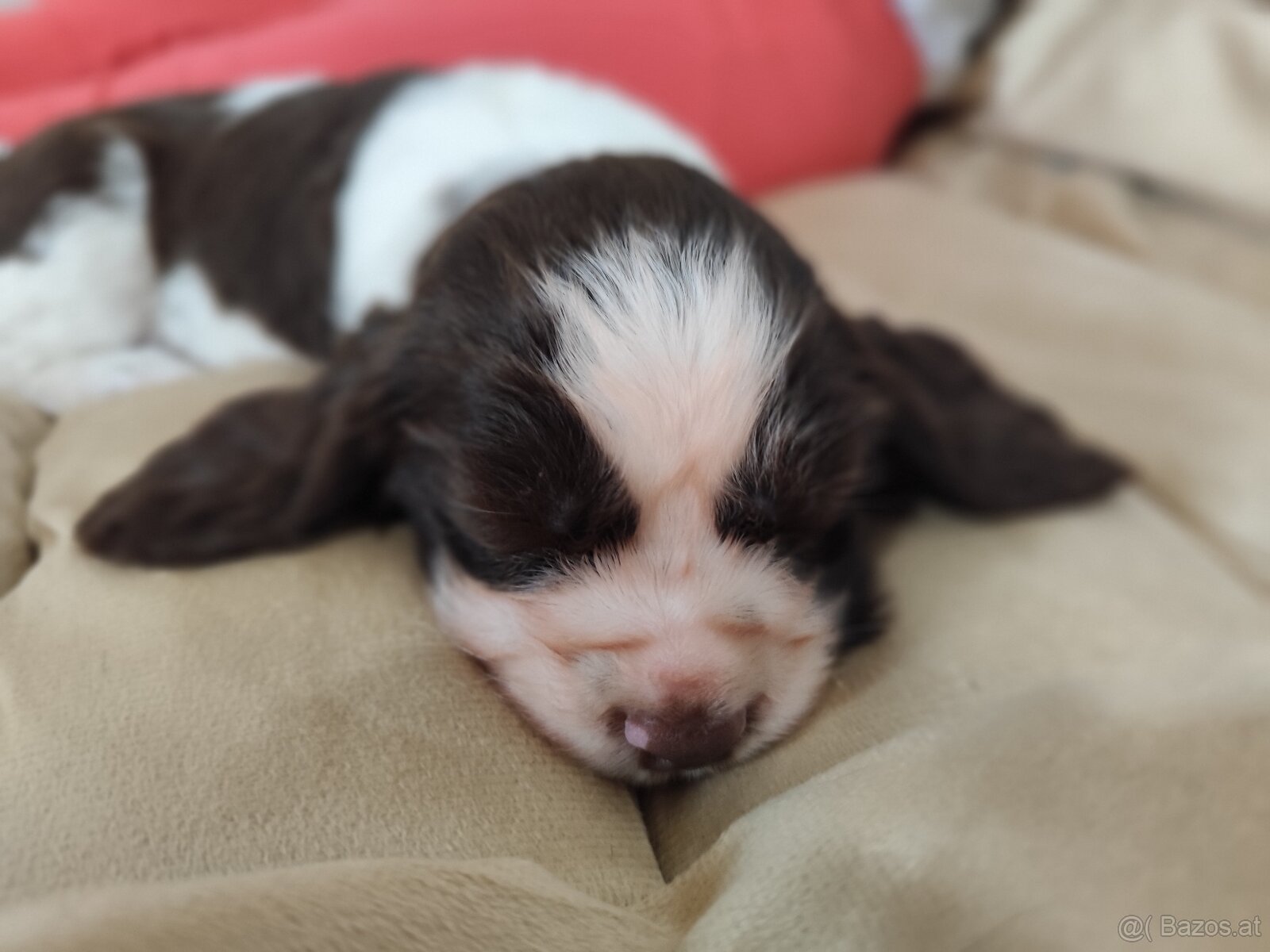 Englische Springer Spaniel Welpen mit PP FCI - 9