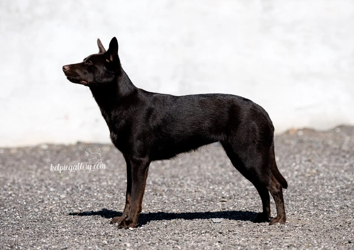 Australian Kelpie w Pedigree - 9