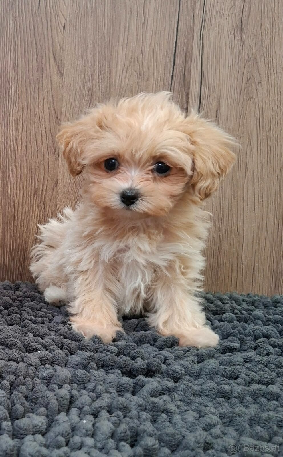 Maltipoo mini - 9