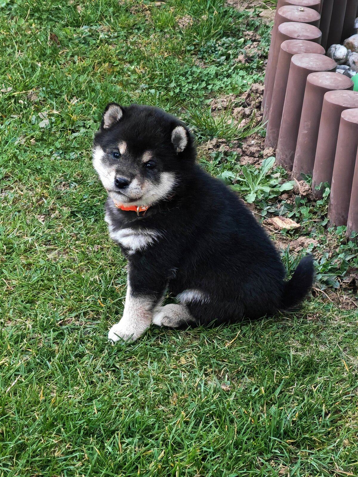 Shiba inu Welpen - 9