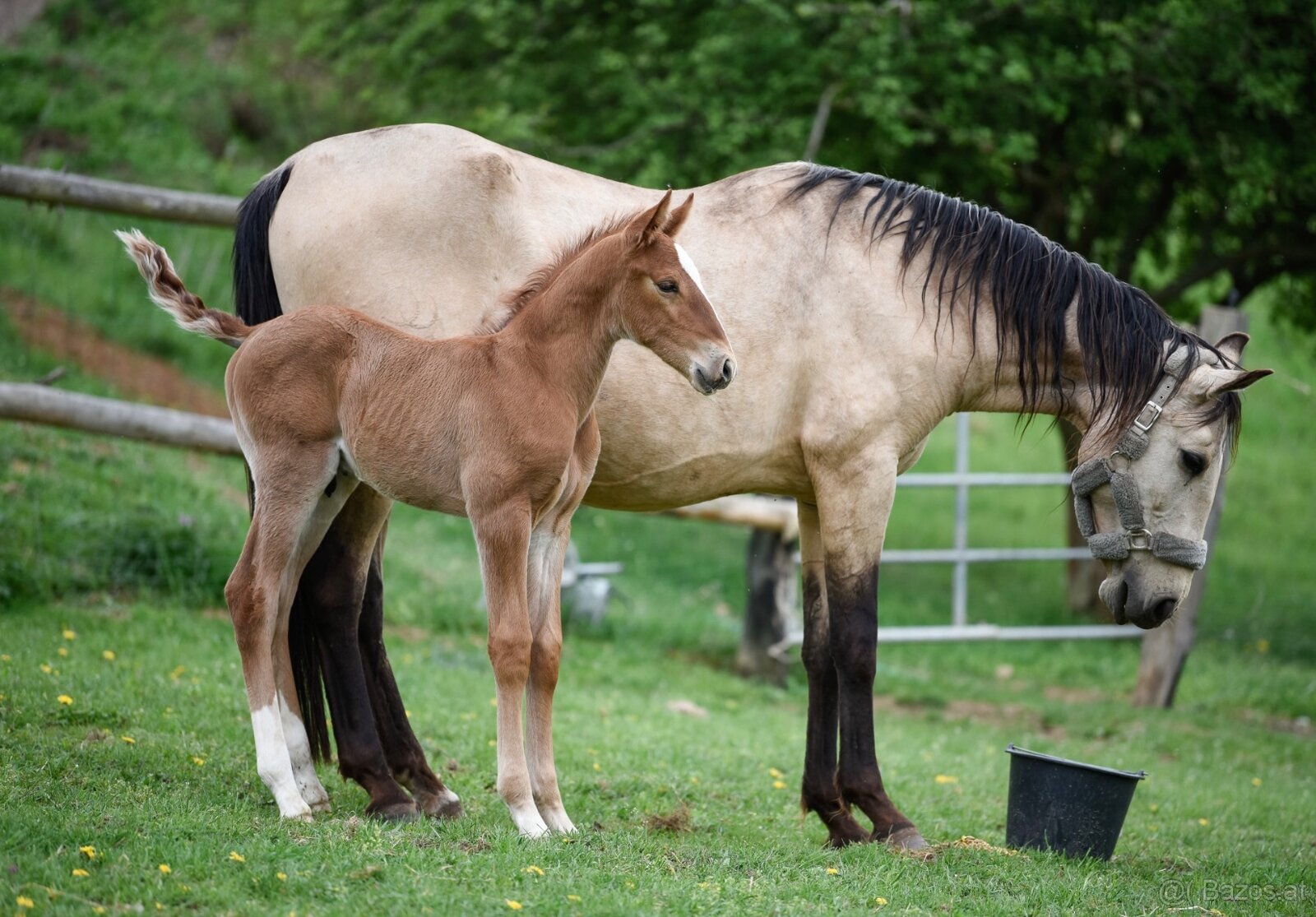 Lusitano Hengst PSL - 9