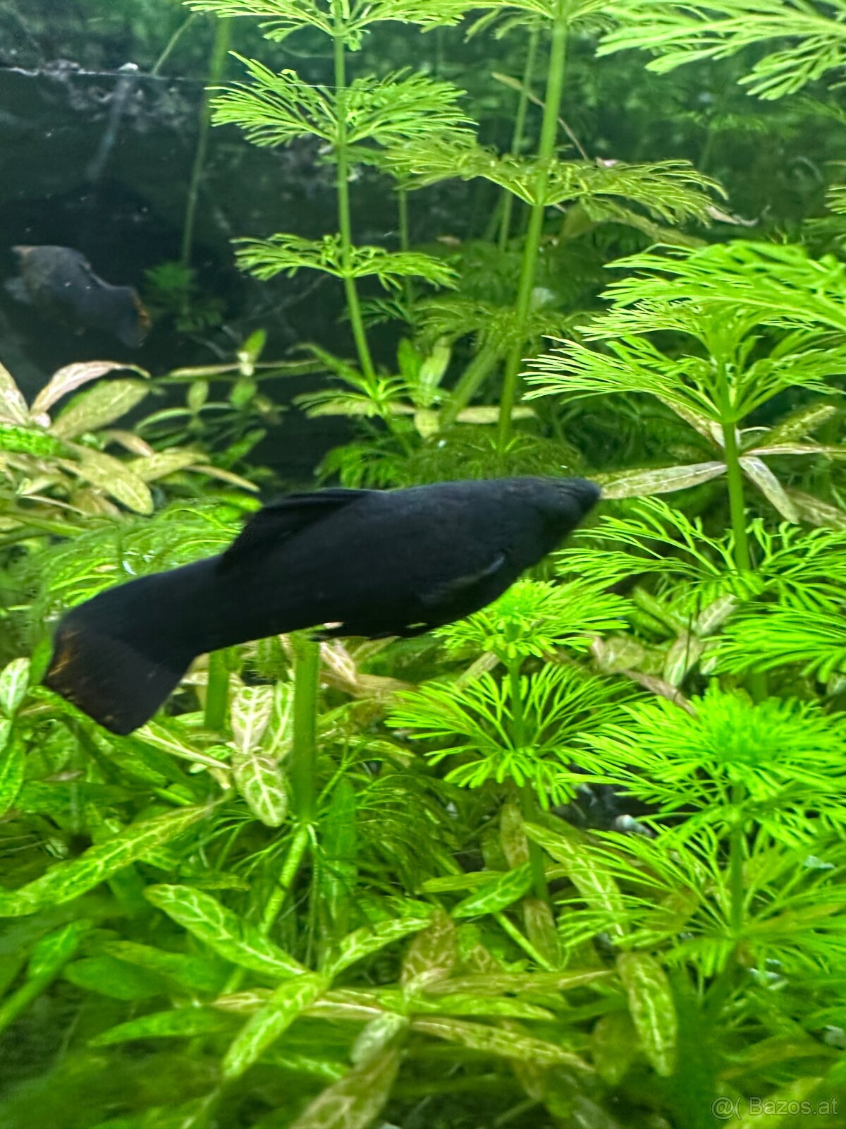 Mollys, Platys und noch mehr zum verkaufen 🐟 - 9