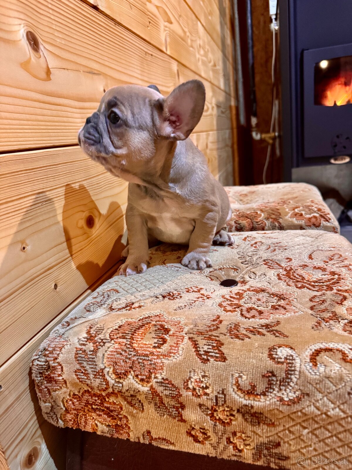 Französischen Bulldoggen Welpen - 9